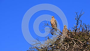A pair of tawny eagles roosting in a thorn tree in a national park in Namibia.