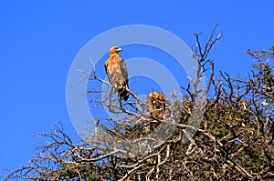 A pair of tawny eagles roosting in a thorn tree in a national park in Namibia.