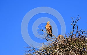 A pair of tawny eagles roosting in a thorn tree in a national park in Namibia.