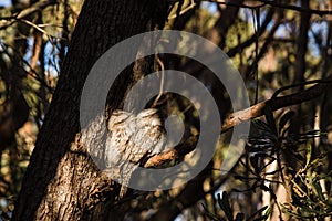 A pair of Tawny Frogmouth birds huddled together on a branch of a tree.