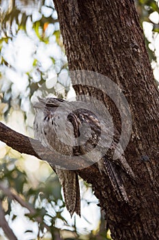 A pair of Tawny Frogmouth birds huddled together on a branch of a tree.