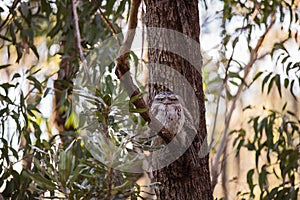 A pair of Tawny Frogmouth birds huddled together on a branch of a tree.