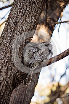 A pair of Tawny Frogmouth birds huddled together on a branch of a tree.