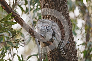 A pair of Tawny Frogmouth birds huddled together on a branch of a tree.