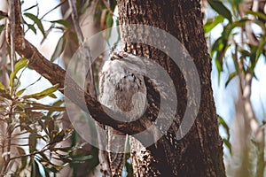 A pair of Tawny Frogmouth birds huddled together on a branch of a tree.