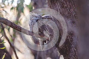 A pair of Tawny Frogmouth birds huddled together on a branch of a tree.