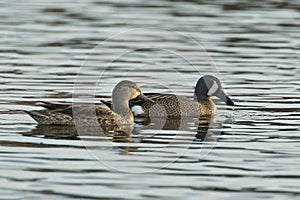 Pair of Teal