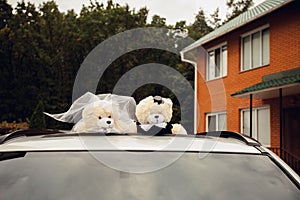 A pair of teddy bears, dressed as the bride and groom, sit on the roof of a festive car