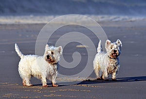 Pair of Terriers