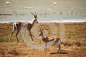 Pair of Thomson's gazelles running on a safari field