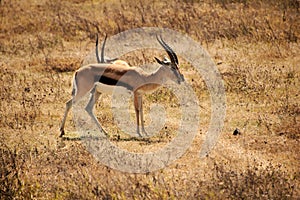 Pair of Thomson's gazelles on a safari field