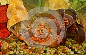 Pair of Tiger Oscar fish in an aquarium.