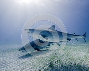 A Pair of Tiger Sharks Pass Under a Sunburst in the Bahamas