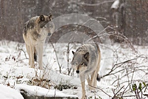 Pair of timber wolves in a winter environment