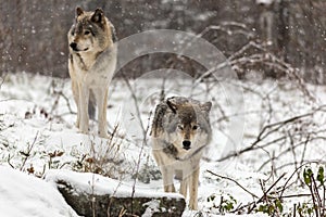 Pair of timber wolves in a winter environment