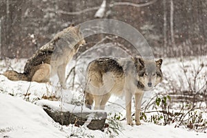 Pair of timber wolves in a winter environment