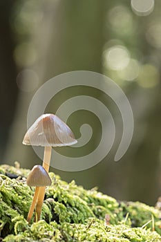 Two tiny mushrooms on Southampton Common