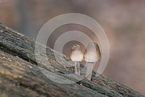 Two tiny mushrooms on Southampton Common