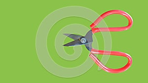 A pair of toad scissors or fabric scissors isolated