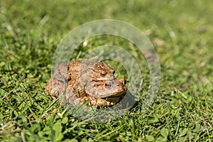 Pair of toads in the grass