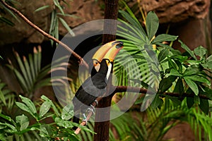 Pair of Toco Toucan Ramphastos toco, piciform bird of the Ramphastidae family