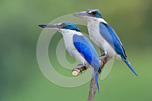 Pair of Todiramphus chloris (Collared kingfisher) perching on wood branch while relaxing from feeding their babies
