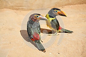 Pair of toucan chicks