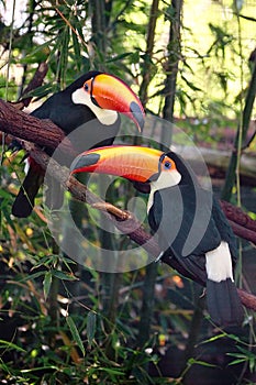 Pair Of Toucans