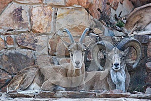 Pair Of Transcaspian Urials Ovis orientalis arkal