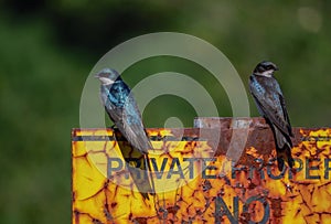 Pair of Tree Swallows Tachycineta bicolor on old rusted No Trespassing Sign 2