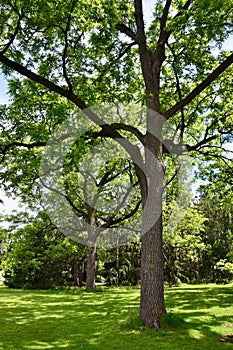 Pair of trees with lush foliage at Dominion Arboretum