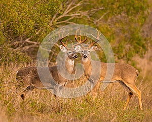 Pair of trophy Whitetail Deer Bucks stand together in field