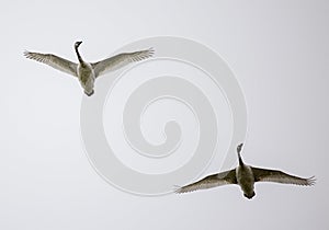 Pair of Trumpeter swans Cygnus buccinator flying overcast winter day