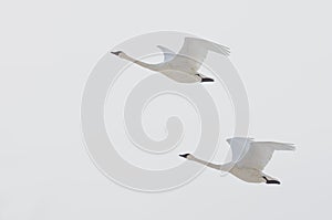 Pair of trumpeter swans flying on an overcast winter`s day over the Minnesota River in the Minnesota Valley National Wildlife Ref