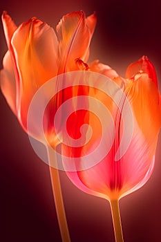 A pair of tulip abstract transparent diaphanous ethereal generative AI