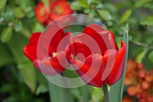 A pair of Tulips, on a thin green stalk, front less and back - more open.