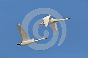 Pair of Tundra Swans in Flight