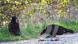 Pair of Turkey Vulture, Cathartes aura, feeding