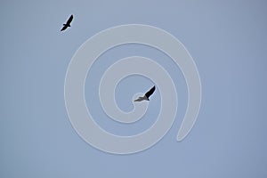 Pair of Turkey Vultures (Cathartes aura) in flight along hiking trail at Bear Creek