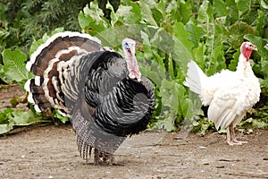 A pair turkeys