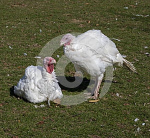 Pair of turkeys in field