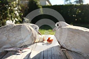 Pair of turtledoves sitting on wood branch eating bread crumbs