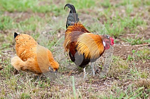 Pair of two Bantam chickens forage for food photo