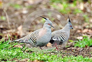 Pair of two beautiful Australian crested pigeons birds garden