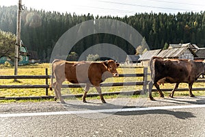 Pair of two big beautiful brown cow walking along mountain road in alpine scenic country village against wooden barn and