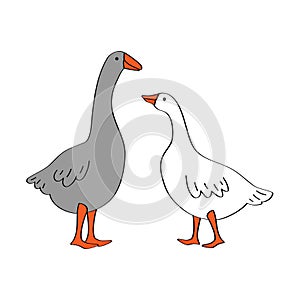 Pair of two cute geeses standing on isolated white background