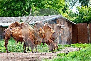 A pair of two-humped camels are waiting for the owner near the gate of a wooden barn