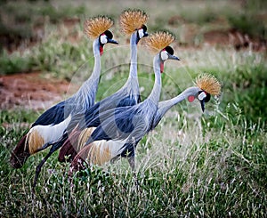 Pair of two mating pairs of Grey Crown Cranes in Kenya