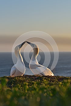 Pair of two northern gannets are falling in love