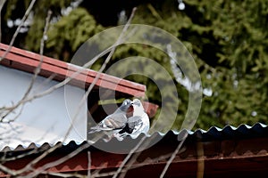 A pair of two pigeons on the roof of a house